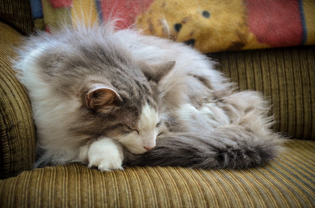 The Mane That Defies Gravity (image credits: flickr)