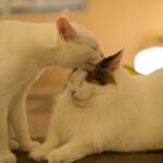 The Norwegian Forest Cat — Viking Companion or Gentle Giant?