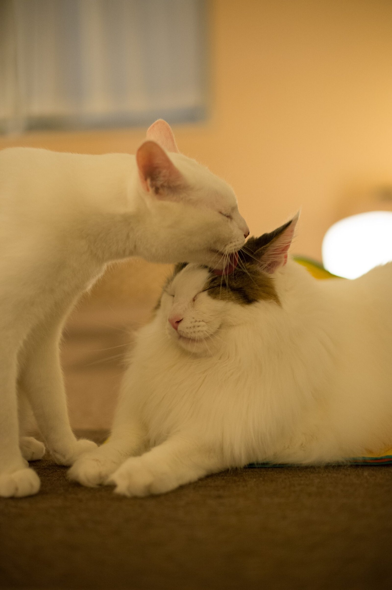 The Norwegian Forest Cat — Viking Companion or Gentle Giant?