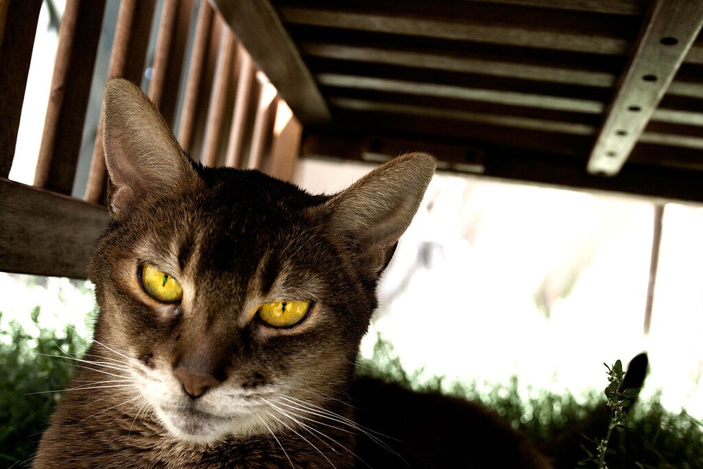 Eyes Like Liquid Gold (image credits: flickr)