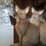Abyssinian Elegance — The Ancient Breed That's Still Lightning-Fast