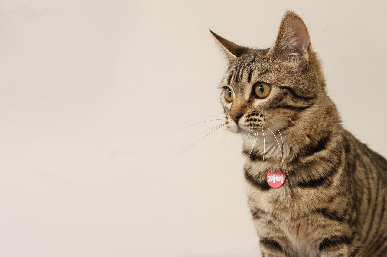 Acrobat of the Feline World (image credits: pixabay)