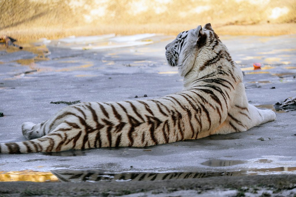 Water Baby Extraordinaire (image credits: flickr)