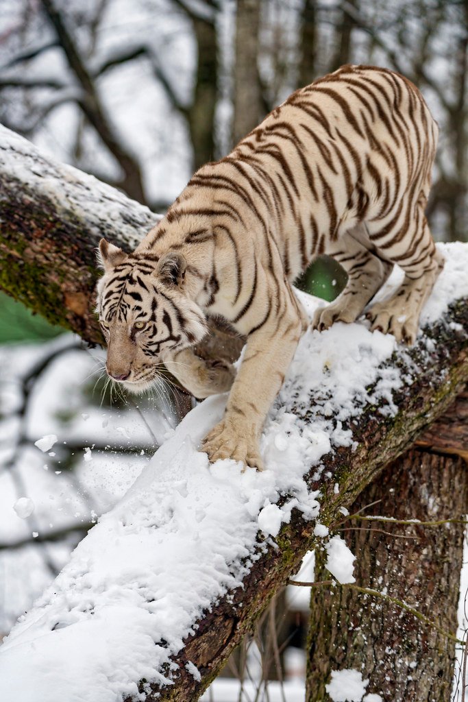 The Climbing Connoisseur (image credits: flickr)