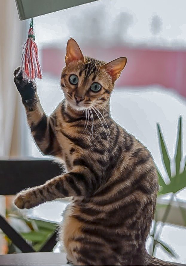 The Eternal Kitten (image credits: wikimedia)