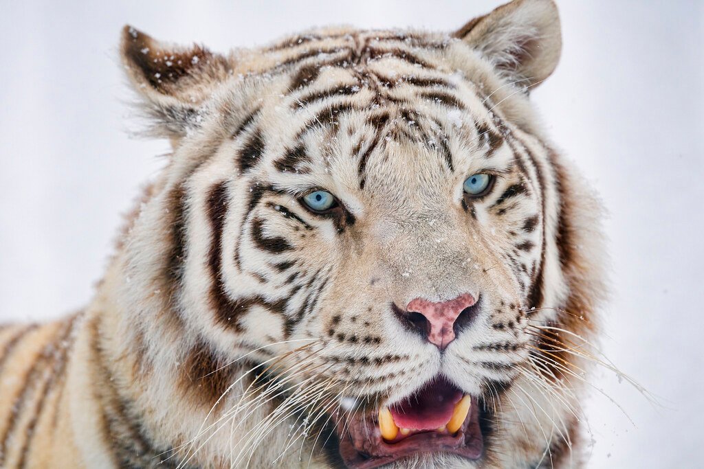 The Gentle Soul Behind Wild Eyes (image credits: flickr)