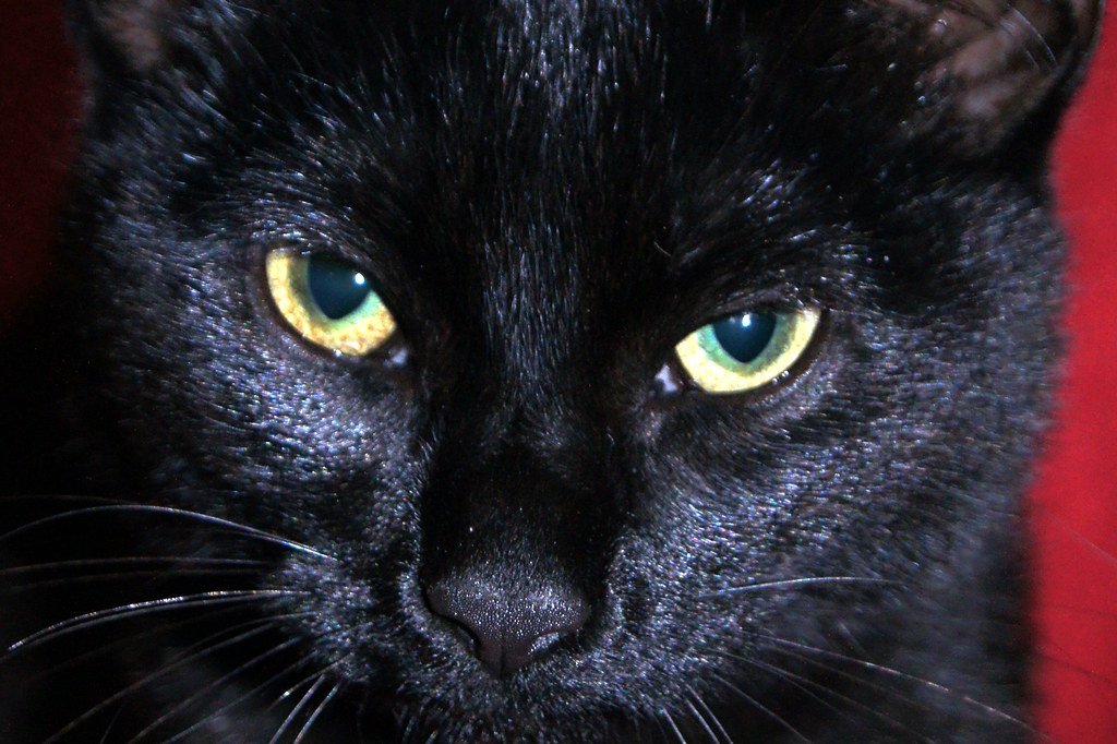 Those Mesmerizing Copper Eyes That See Right Through You (image credits: flickr)