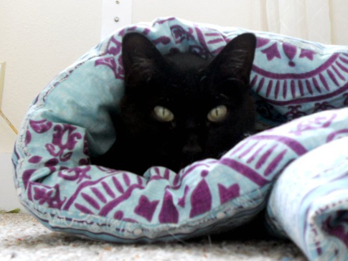 The Emotional Support Cat Who Knows When You Need Comfort (image credits: flickr)