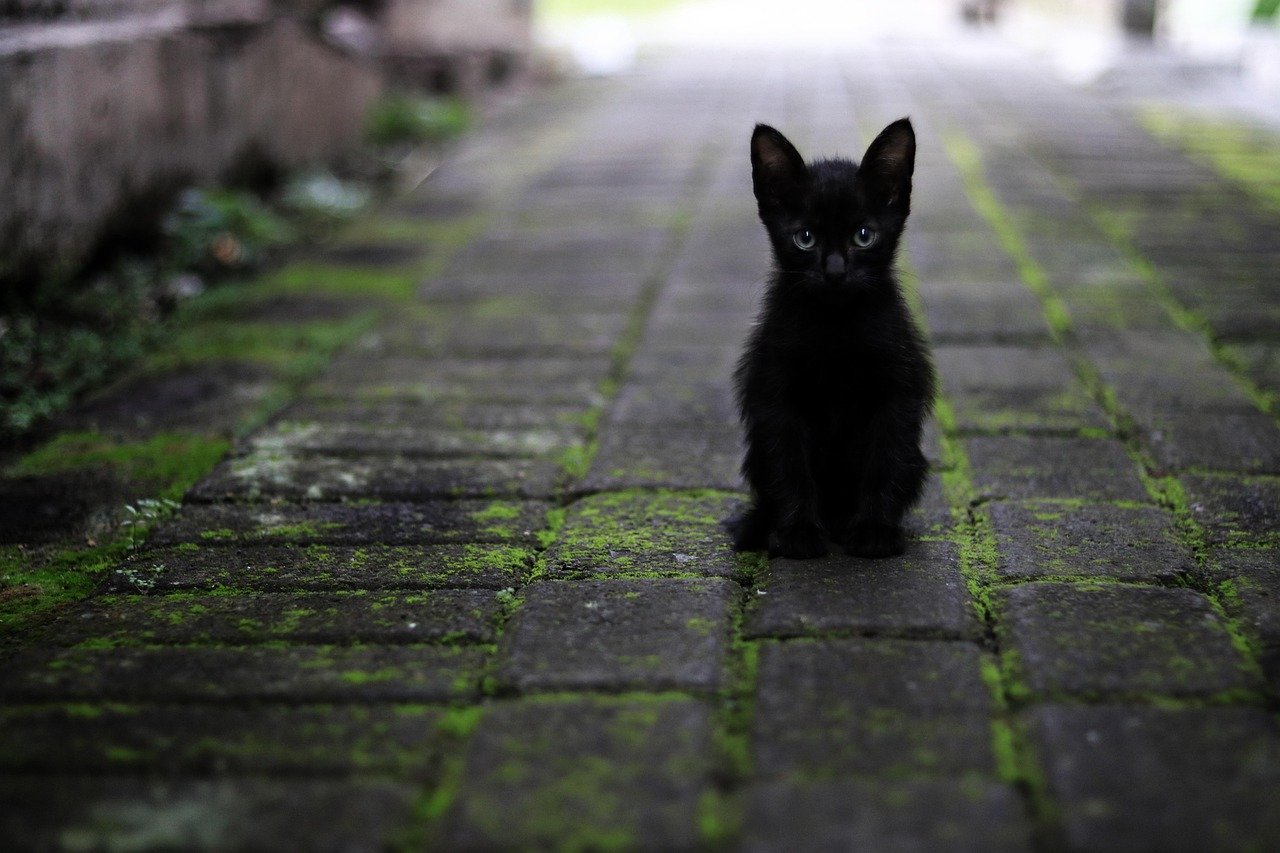 The Loyal Shadow Who Follows You Everywhere (image credits: pixabay)