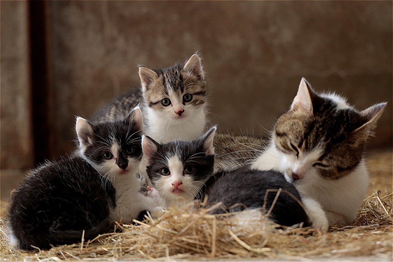 The Perfect Family Cat Who Loves Everyone (image credits: pixabay)