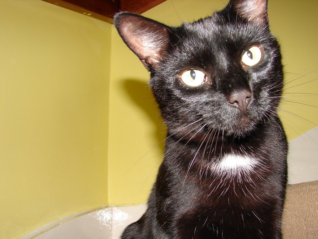 Meet the Bombay — The "Panther" Cat That Loves to Cuddle