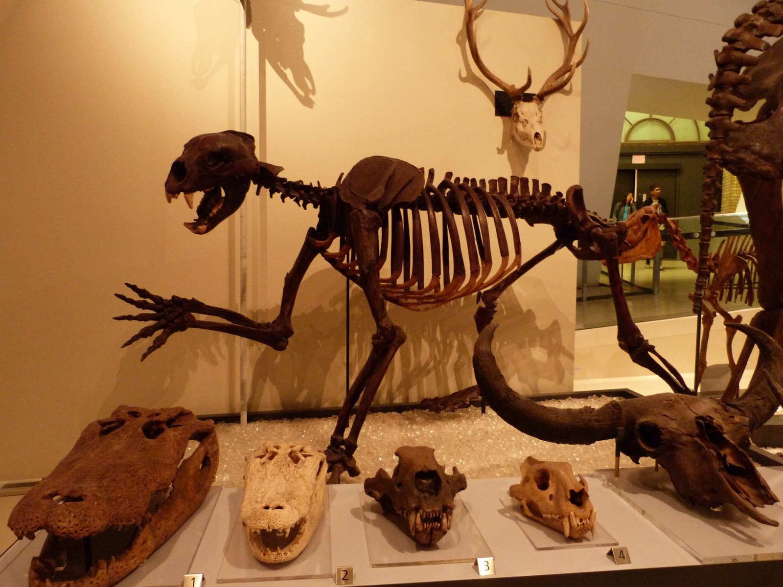 Panthera gombaszoegensis: The European Jaguar With Attitude (image credits: wikimedia)