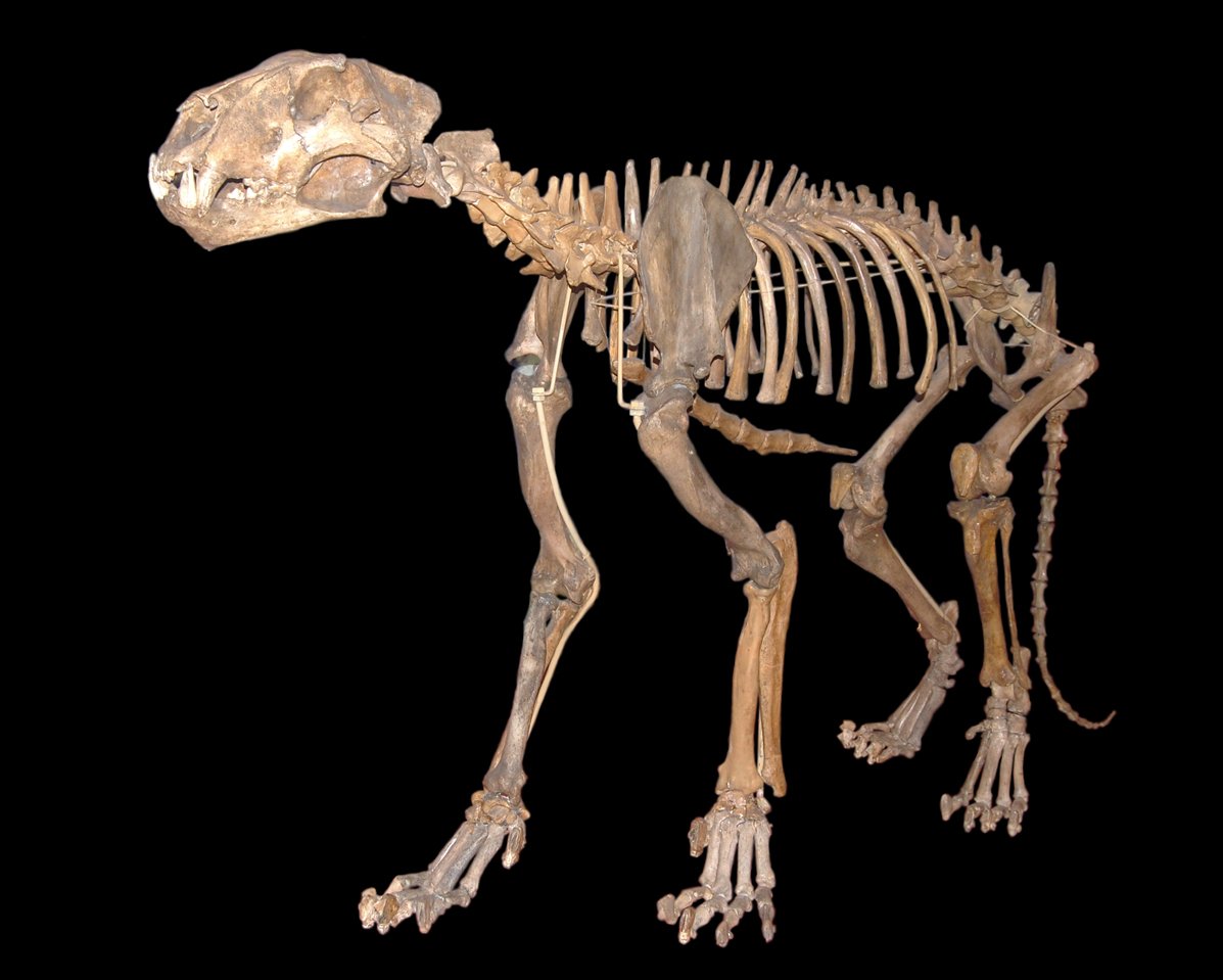 The Cave Lion: Panthera spelaea (image credits: wikimedia)