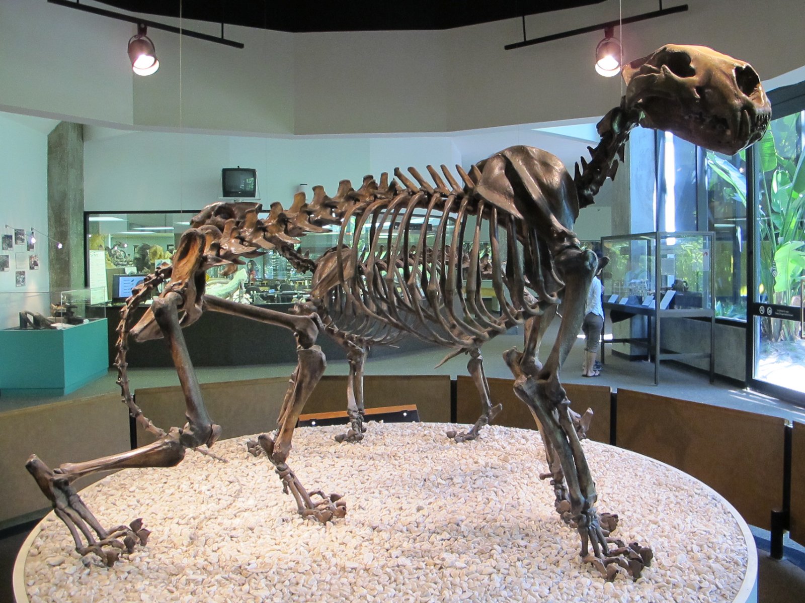 Prowling the High Arctic: Panthera atrox (image credits: wikimedia)