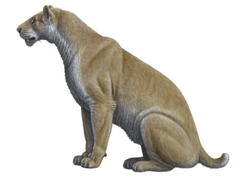 Short-Faced Surprise: Xenosmilus (image credits: wikimedia)