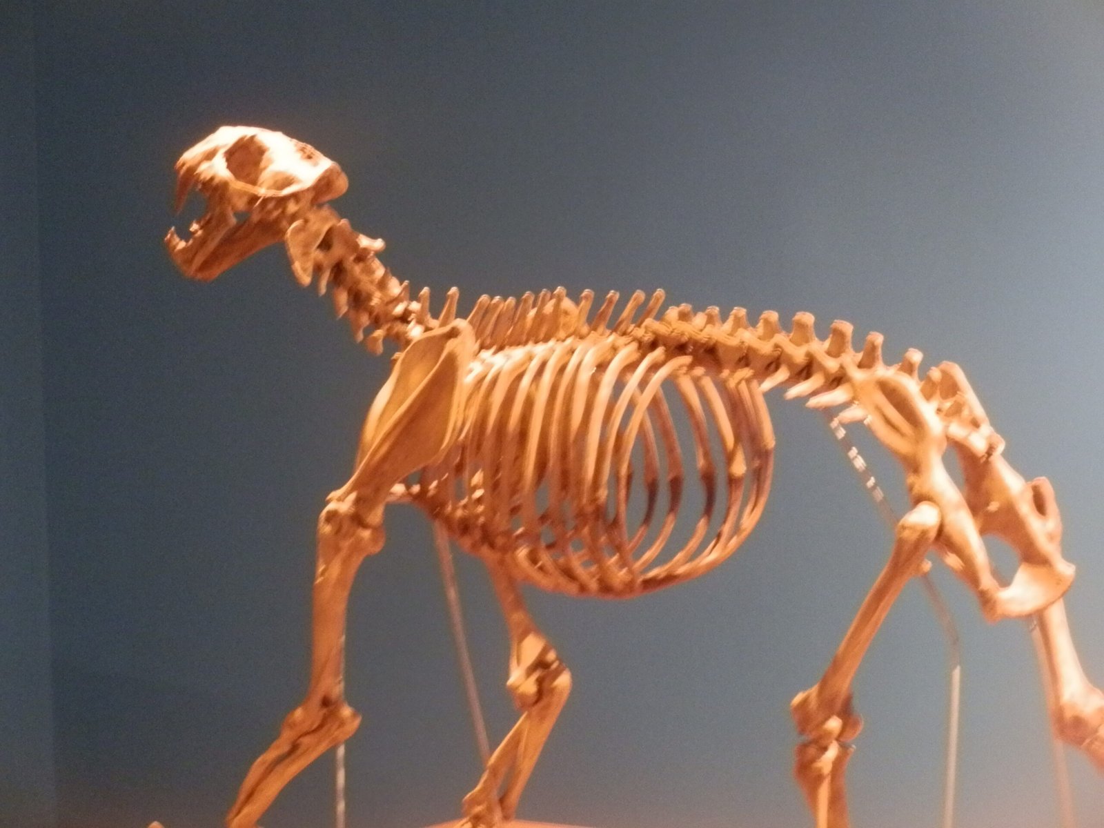 Scimitar Cat of the Steppes: Homotherium serum (image credits: wikimedia)