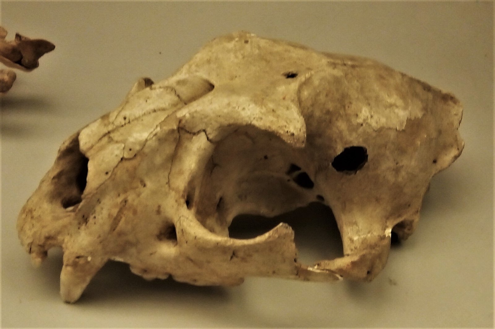 The Nimble Leopard Ancestor: Panthera pardus spelaea (image credits: wikimedia)