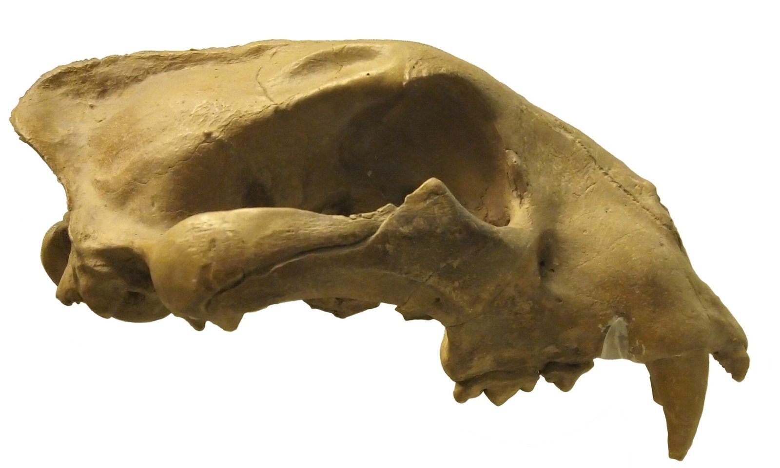 Pleistocene Panther: Panthera palaeosinensis (image credits: wikimedia)
