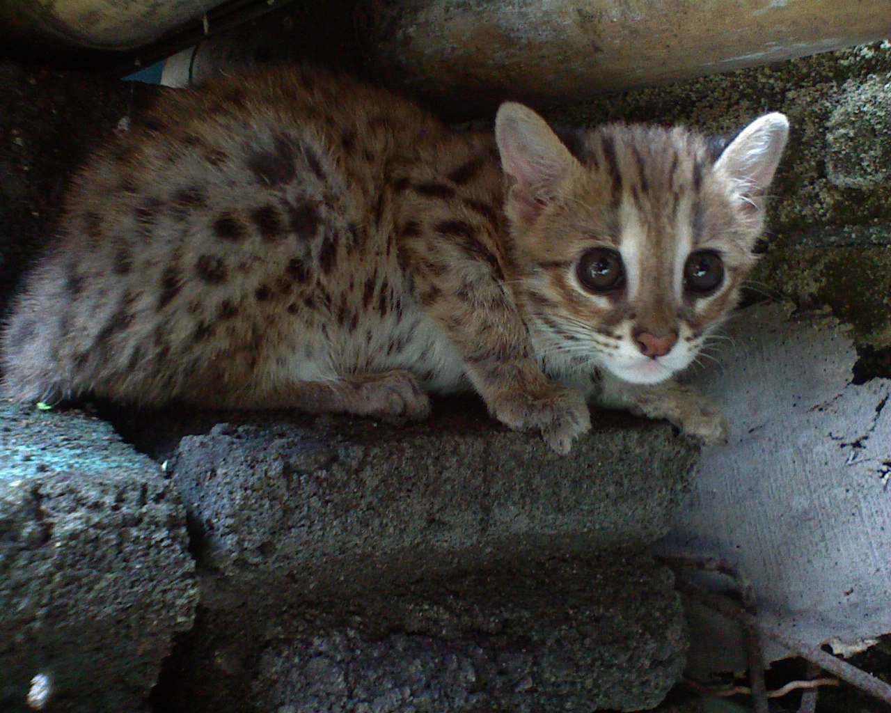 The Stealthy Stalker: Prionailurus bengalensis chinensis (image credits: wikimedia)