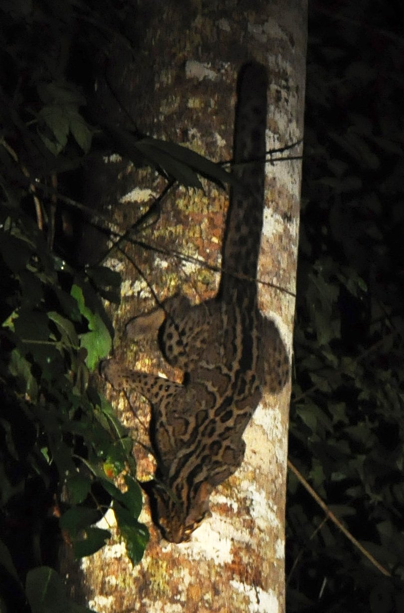 The Golden Cat: Pardofelis marmorata palaeosinensis (image credits: wikimedia)