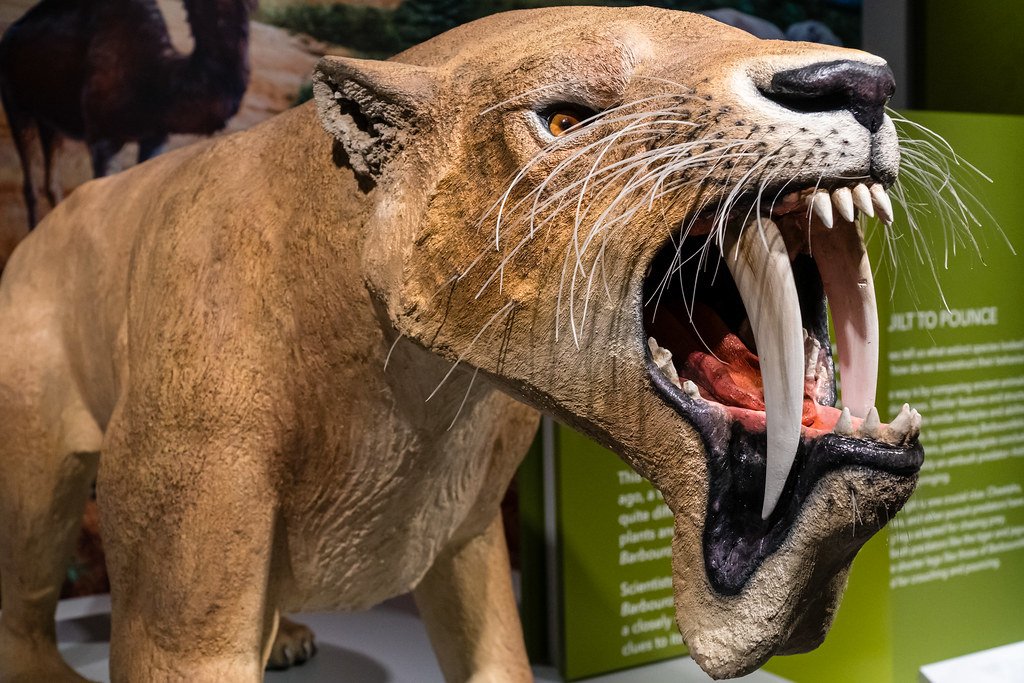 Barbourofelis: The Bizarre Experiment (image credits: flickr)
