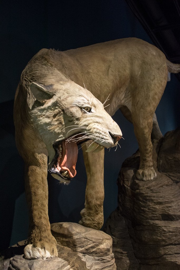 Homotherium: The Scimitar Cat (image credits: flickr)