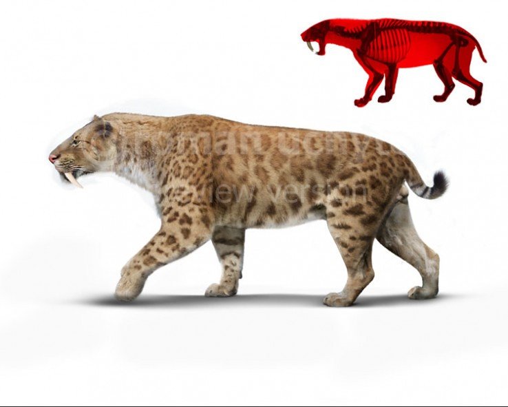 Smilodon Fatalis: The Iconic Predator (image credits: flickr)