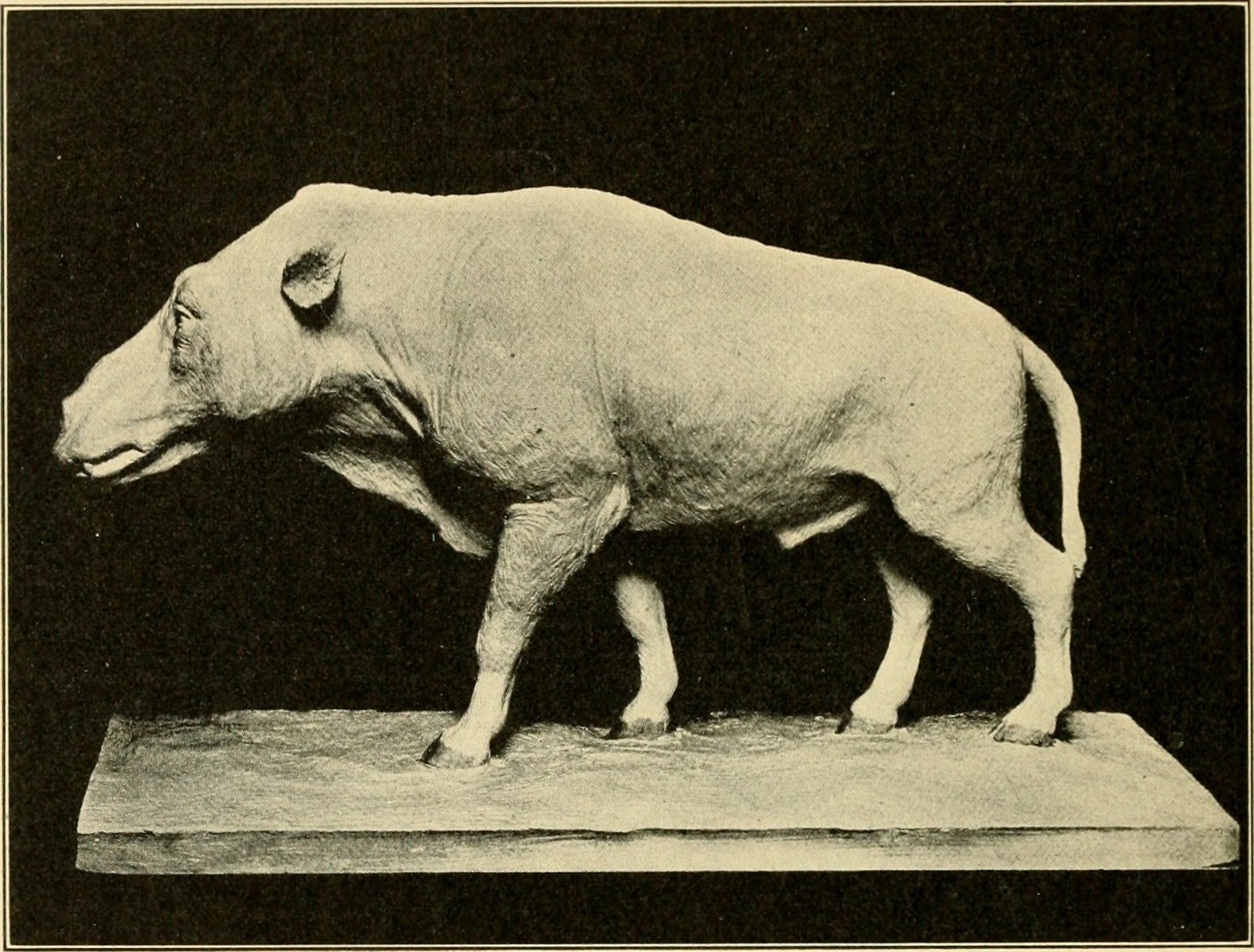 Paramachairodus: The European Pioneer (image credits: wikimedia)