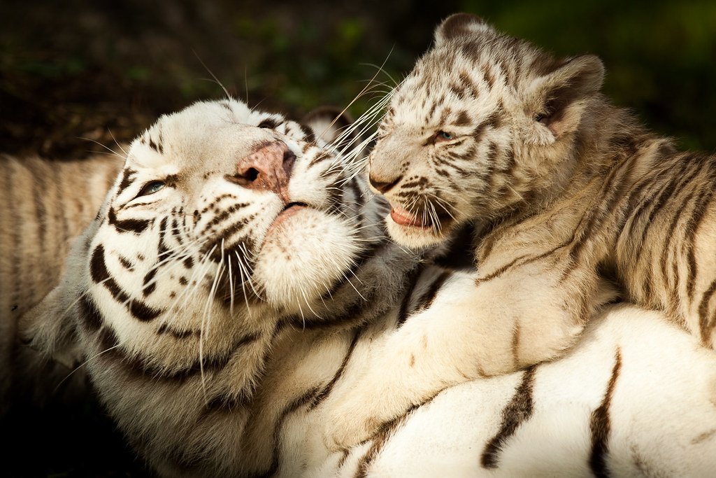 Legacy in Modern Cats (image credits: flickr)