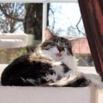 The Evolution of Saber Teeth — From 40 Million Years Ago to Extinction