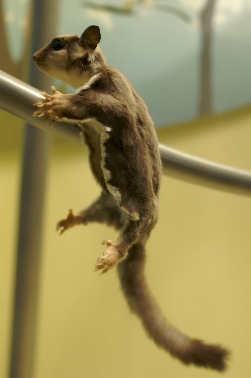 The Sugar Glider Who Thinks He's a Flying Superhero (image credits: wikimedia)