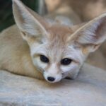 9 Unusual Pets That Went Viral in 2024