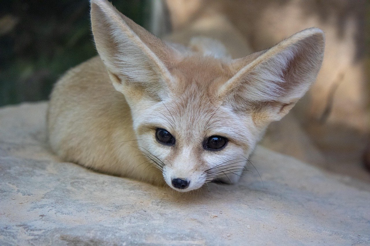 9 Unusual Pets That Went Viral in 2024