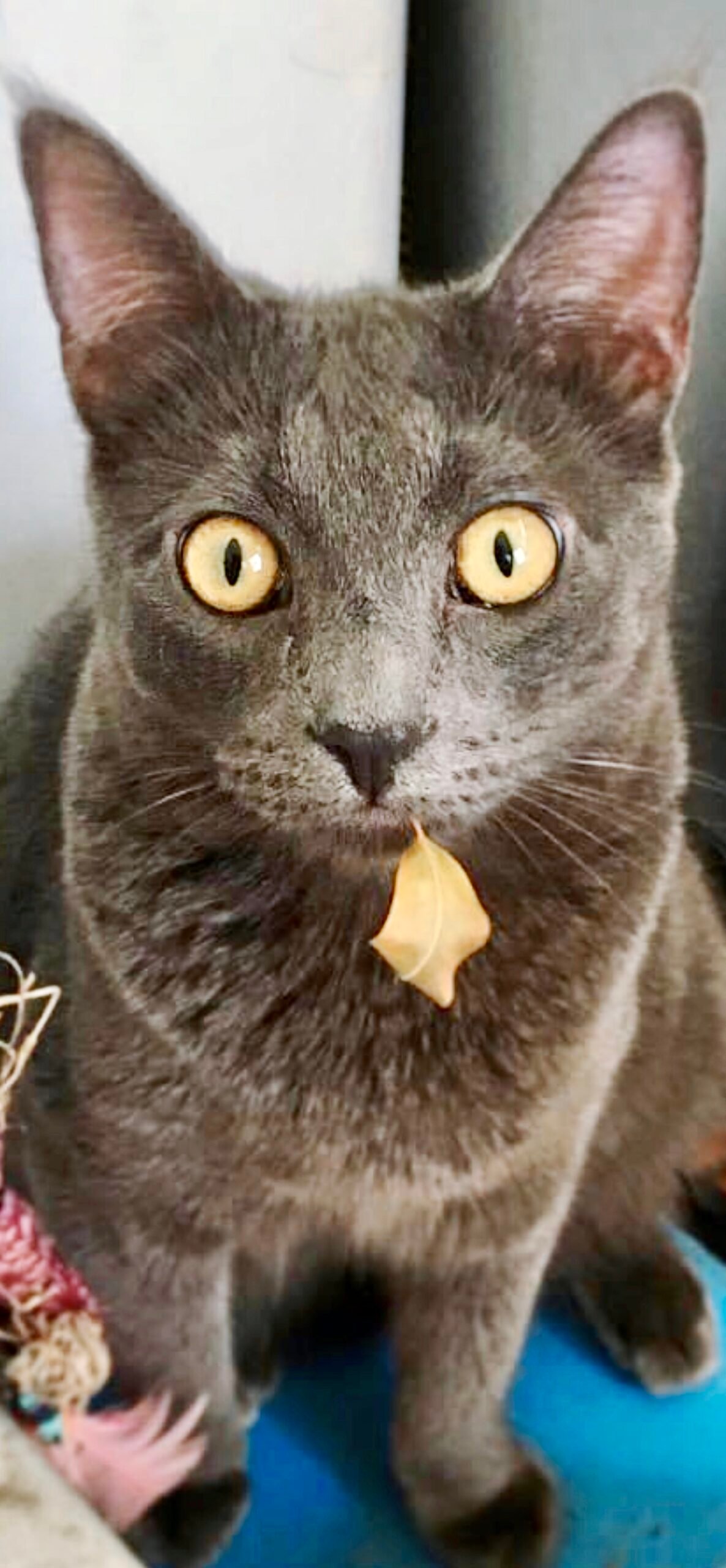 Russian Blue: The Independent Gentleman (image credits: wikimedia)