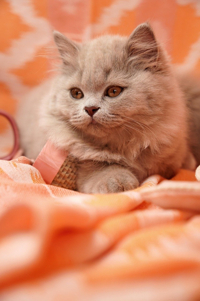 British Shorthair: The Stoic Companion (image credits: pixabay)