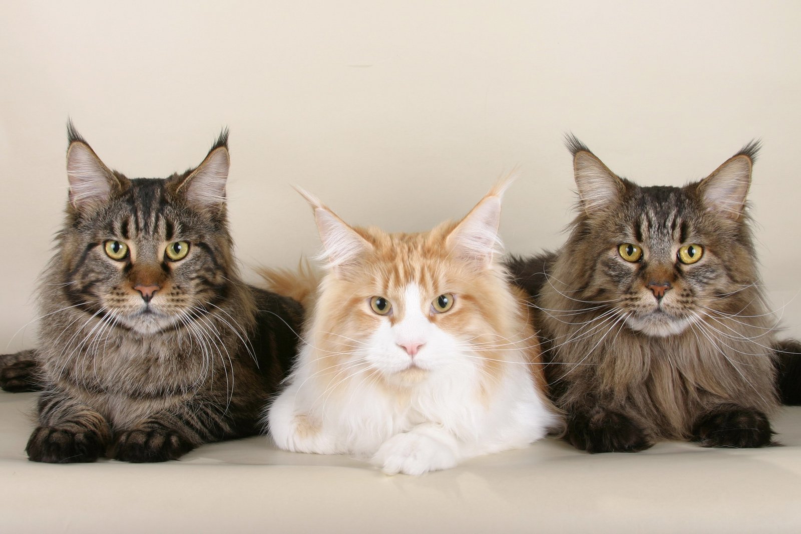 Maine Coon: The Gentle Giant Who Values Privacy (image credits: wikimedia)