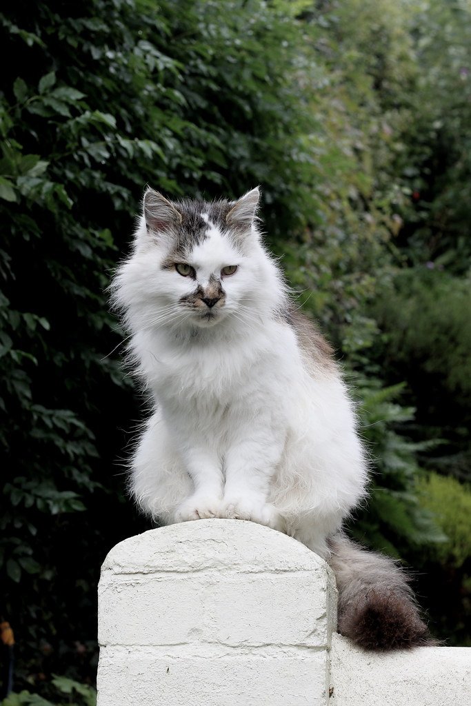 Norwegian Forest Cat: The Wilderness Survivor (image credits: flickr)