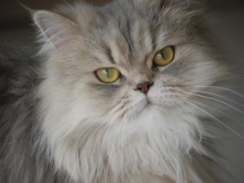 Persian: The Aristocratic Napper (image credits: flickr)