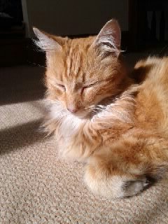 Signs Your Cat Is Truly Content Alone (image credits: wikimedia)