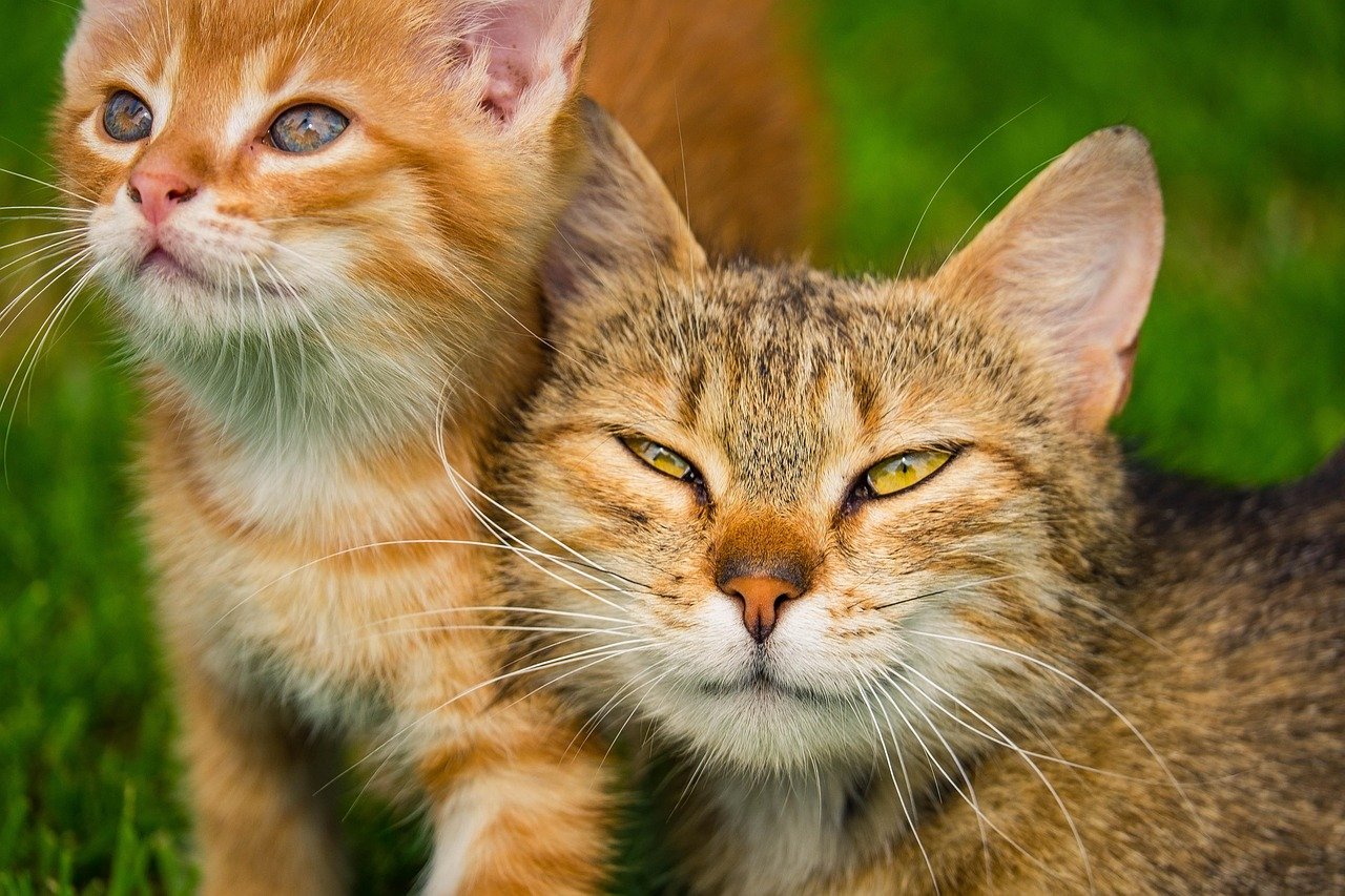 Conclusion: Independence Meets Companionship (image credits: pixabay)