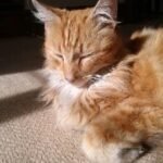 6 Breeds That Can Be Left Alone Without Getting Depressed