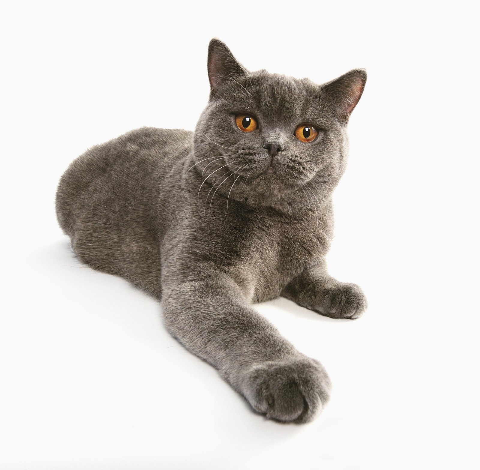 3. British Shorthair: The Teddy Bear Cat With a Calm Disposition (image credits: wikimedia)