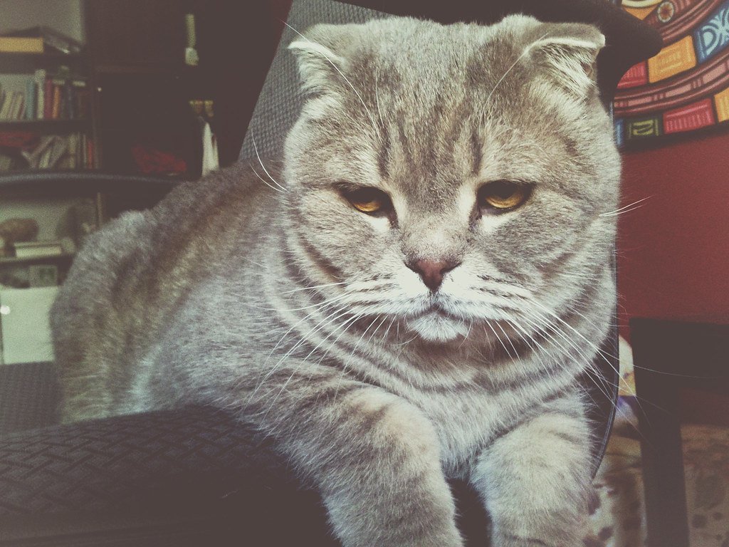 4. Scottish Fold: The Owl-Faced Cat With Folded Ears (image credits: flickr)