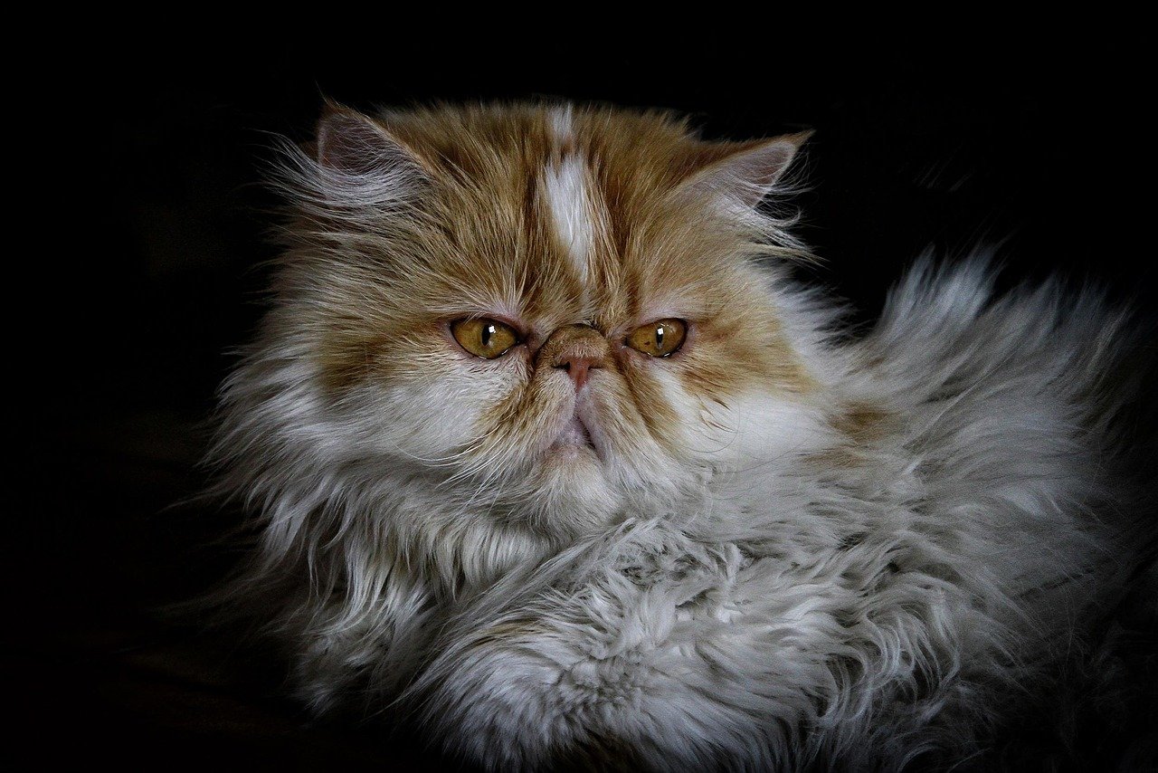 5. Persian: The Aristocratic Beauty With a Laid-Back Attitude (image credits: pixabay)