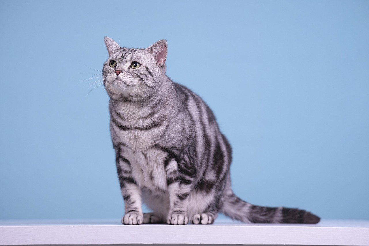 7. American Shorthair: The All-American Family Cat (image credits: pixabay)