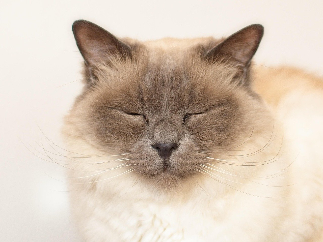 8. Birman: The Sacred Cat of Burma With Mystical Blue Eyes (image credits: pixabay)