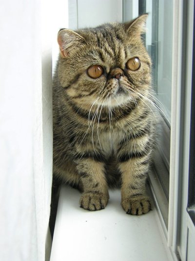 9. Exotic Shorthair: The Persian's Easy-Care Cousin (image credits: wikimedia)
