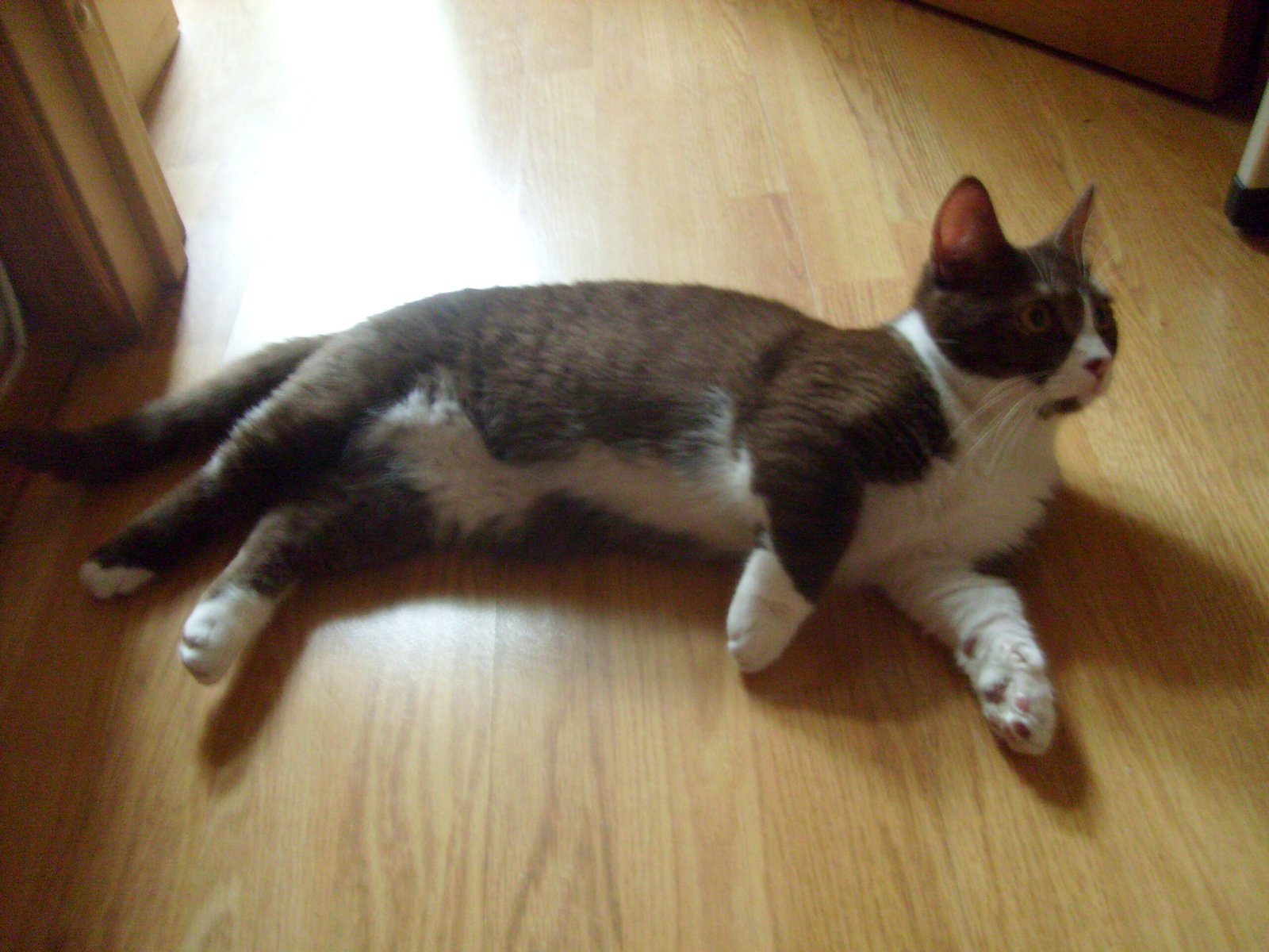 The Munchkin Cat: When Humans Played with Leg Length (image credits: wikimedia)