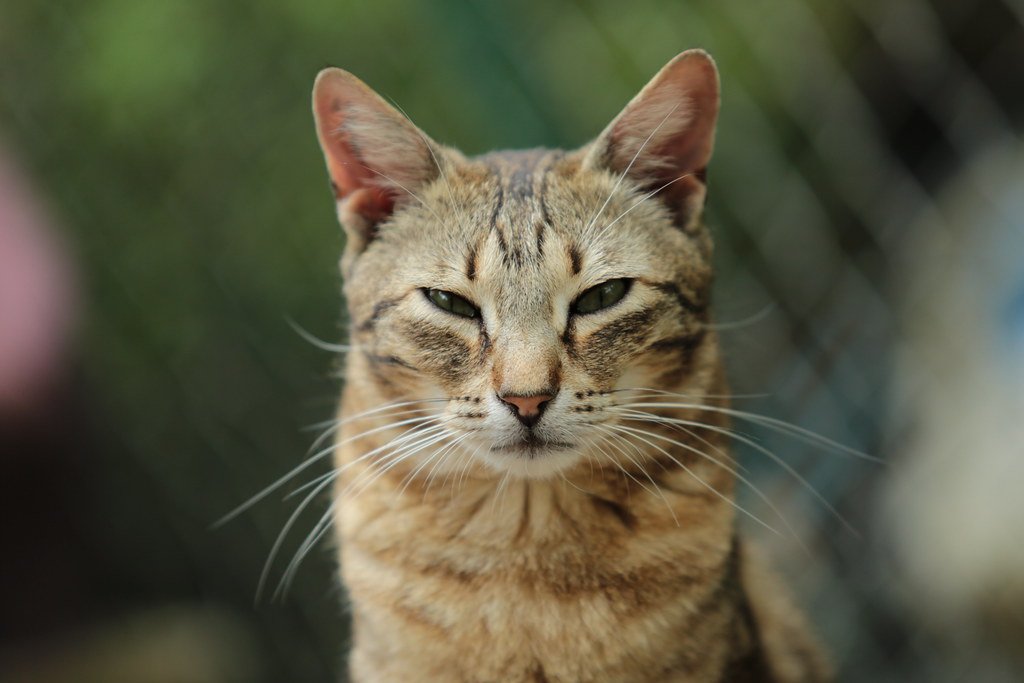 The Sphynx Cat: Engineering a Hairless Wonder (image credits: flickr)