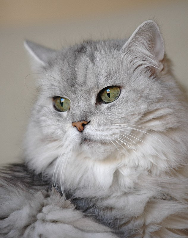 The Persian Cat: Extreme Facial Engineering (image credits: wikimedia)